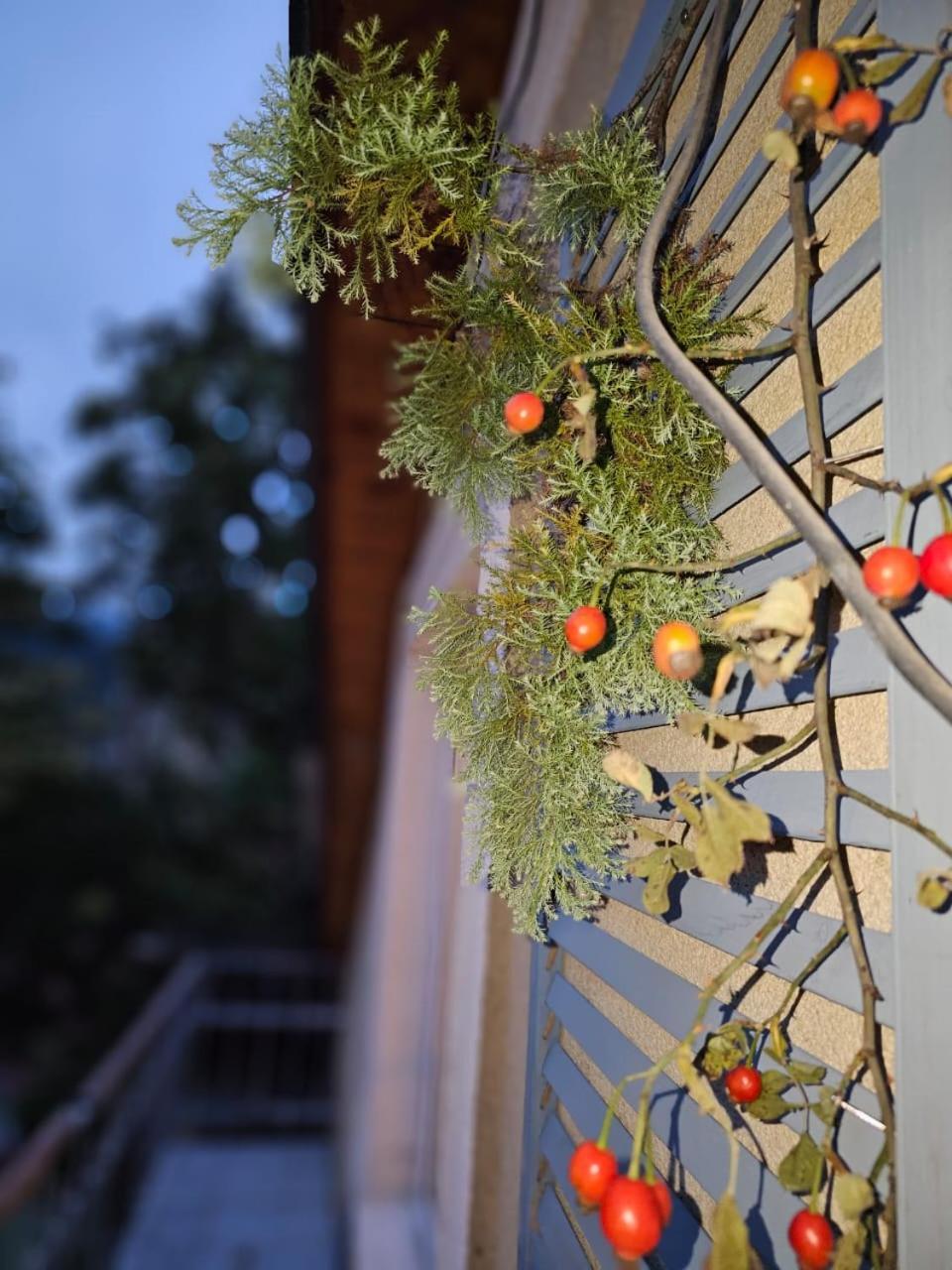 Guest House Likani 2017 Borjomi Oda fotoğraf